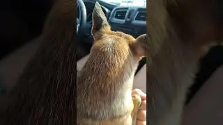 СМОТРИ ЧТО ВИСИТ?