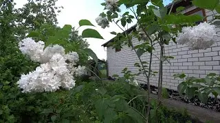 128. Цветы июня