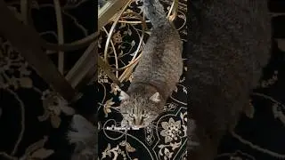 ✨А вы разговариваете со своими питомцами? 