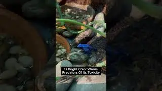 🐸 Blue Poison Dart Frog #shorts #dartfrog