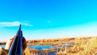 Охота на утку. Весеннее открытие на селезня.