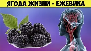 Вот она ЯГОДА ЖИЗНИ Не пропустите пока сезон ЕЖЕВИКИ не прошел Невероятная польза для организма