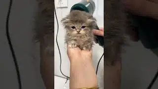 Precious kitty 😍😍 #cats #catfunny #shorts