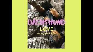 *Life Story of my Vegan Miniature Dachshund* *Dachshund Universe *