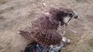 Laggar Falcon 2024-25 - Unleashed