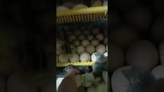 inkubator jója shiqorish inkubatir yasash