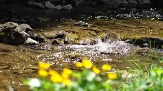 SONIDOS DE LA NATURALEZA -  Para estudiar y concentrarse - (FUNCIONA) #1 🧠 🧘‍♀️