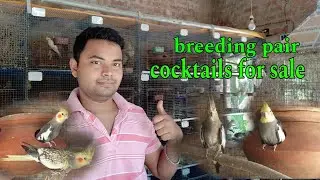 cocktails breeding setup updates | cocktails bird breeding pair for sale | breeding pair sale