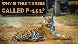 How do they name Tigers at Panna Tiger Reserve