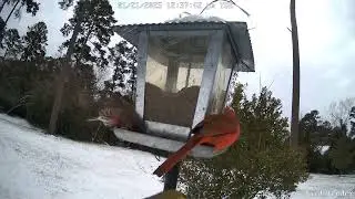 Bird Cam 20250201