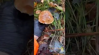White mushrooms in the rain ☔️