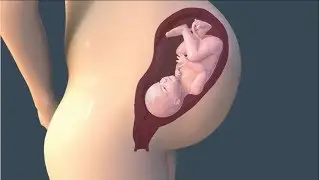 pet mein baccha kaise rahata hai गर्भ में बच्चे का सम्पूर्ण विकास #howbabygrows