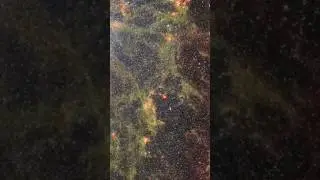 Nasa'nın Aklı Çıktı! James Webb, Büyüleyici Galaksinin Kalbini Görüntüledi 