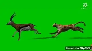 leopard and lndian running green screen