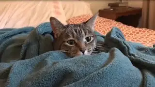 🐈 Смешная нарезка котов №3 — Котонарезка