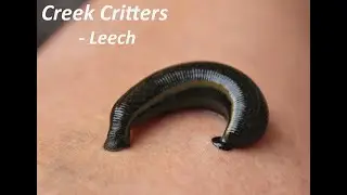 Leech: Creek & Pond Critters