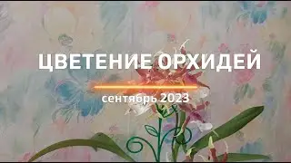 Цветение орхидей в сентябре - фаленопсисы, камбрия, ванды