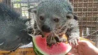 Парк Миниатюр 🌲 Кошка Медведь,сезон открыт 😃😃
