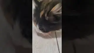 Зверюга !