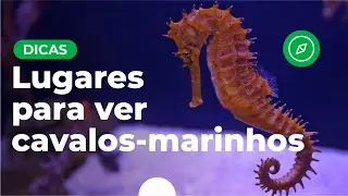 Lugares para ver cavalos-marinhos | Dicas de viagem