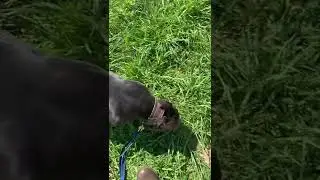 Прогулка французского бульдога и питбуля #bluefrenchbulldog #pitbull #французскийбульдог #питбуль