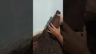 Bella colhendo batata doce na lage kk