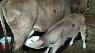 İnek nasıl sağılır - süt sağmaı Simental montofon cow milk