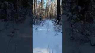Зима в лесу. Алтай.