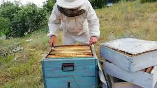 На пасеке июль. Новый жилец в улье- ложно скорпион.
