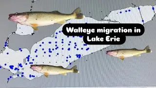 Understanding Walleye Migration In Lake Erie. How it will help you catch more walleye.