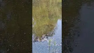 НЕРЕСТ КАРАСЯ