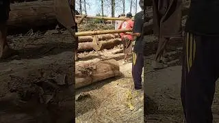 Load teak wood into medium truck 1 #woodworking #russia #america #india #korea