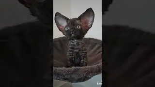 ушастик