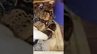 Как писают змеи? 