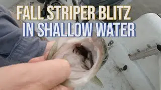 Fall Striper Blitz in the Connecticut River - Fly Fishing for Stripers