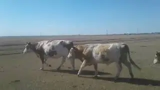 Симментал шатыс бұқа