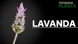 LAVANDA | O CHEIRO MAIS CONHECIDO DO BRASIL! | YO! STUDIO