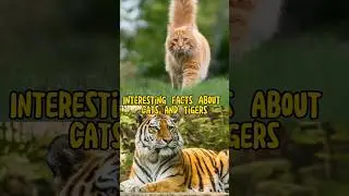 Facts About Cats and Tigers That Will Blow Your Mind #shorts
