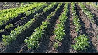 Работаю мотоблоком с окучником, окучивание картофеля.