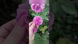 Розы Флорибунда в моём саду