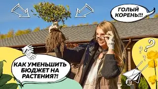 ГОЛЫЙ КОРЕНЬ | Посадка растений с голым корнем | Спирея | Ландшафтный дизайн