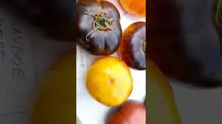 обзор томатов с выставки в Бренгули.