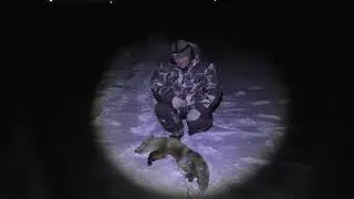 Fox hunting. Night life of a rogue. A good trophy was obtained. Night fox hunting.