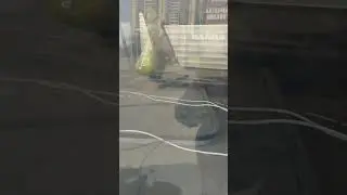 аэропортный автобус