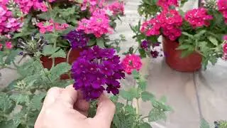 мои самые любимые цветы