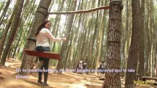 Imogiri Pine Forest As One of The Most Popular Tourist Destination in Jogja