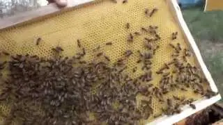 Вощина на следующий день после подстановки в улей.