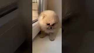 amazing dog #shorts #trendingshorts #viral #dog #doglover