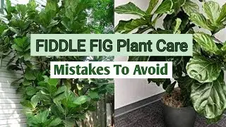 Fiddle Fig/Fiddle Fig Plant/Fiddle Fig Plant Care/Fiddle Fig Soil Mix/Fiddle Fig Potting Mix