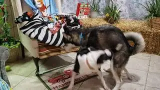 Champ & Count Droolsburg Dog Test